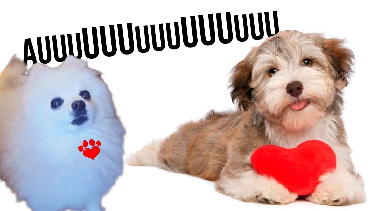Cora&ccedil;&atilde;o Cachorro em cachorr&ecirc;s