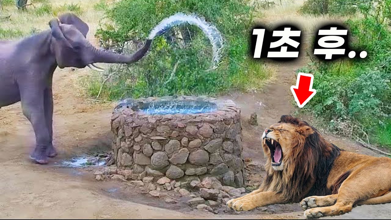 코끼리에게 물대포 공격을 당한 사자의 최후