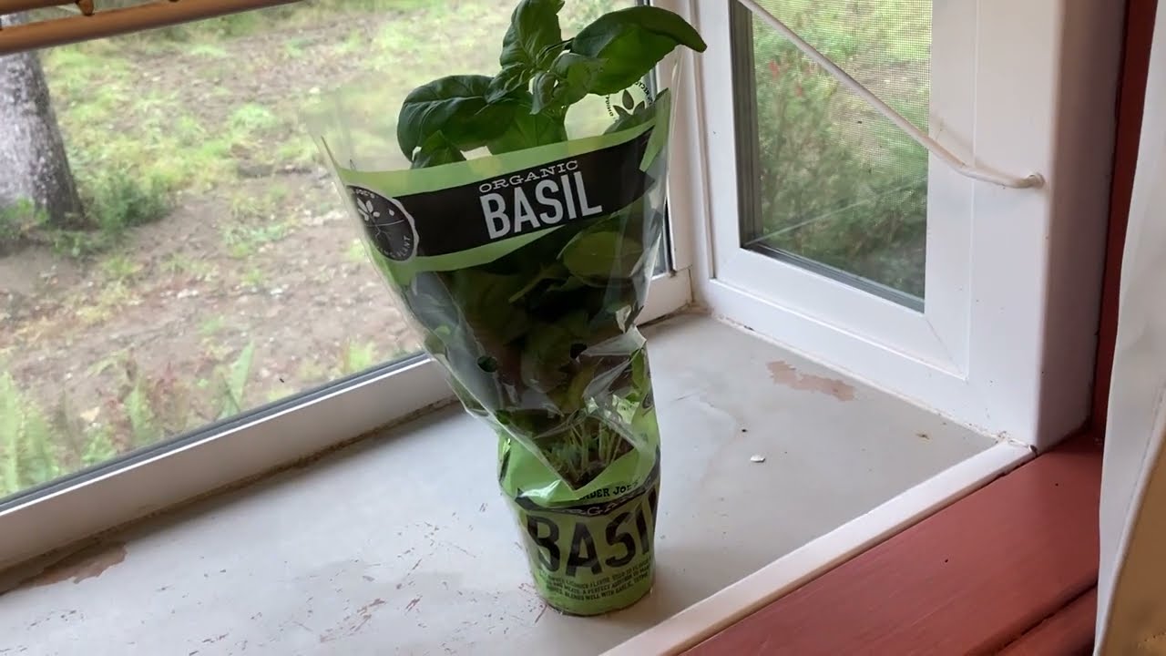 Trader Joe's Organic Basil Plant
