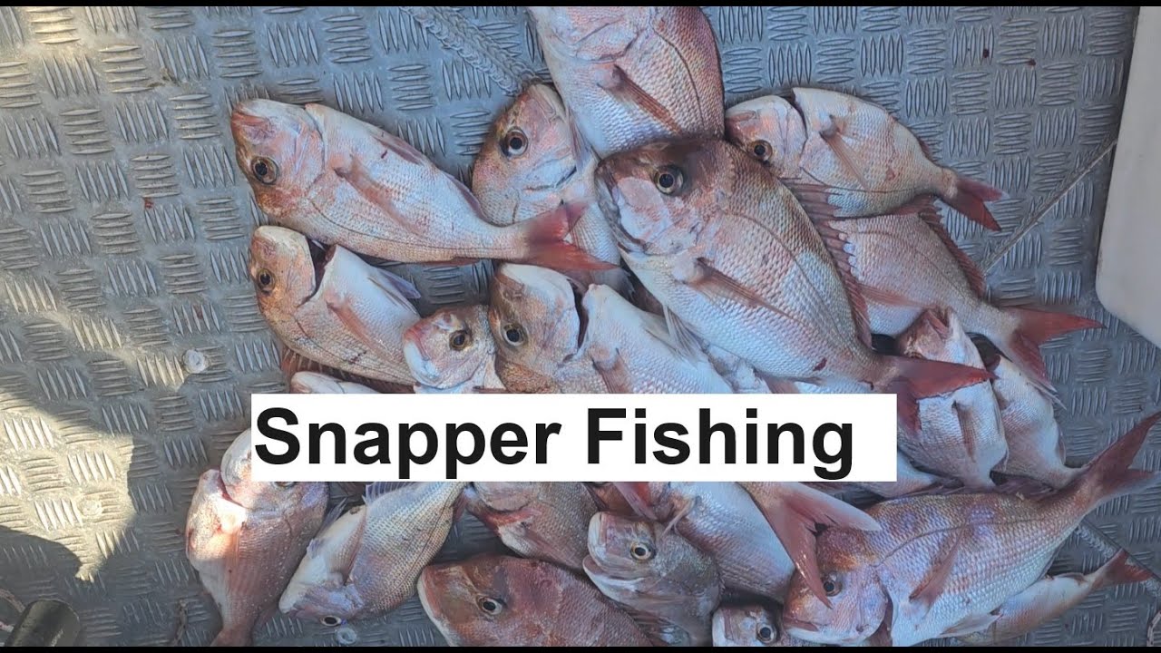 Bagged out on Sydney Snapper | Barcrusher 730HT | Snapper fishing