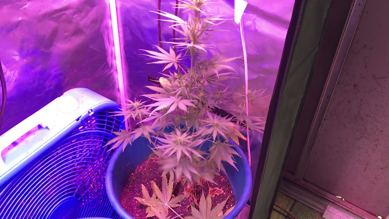 Lambs Breath/ Juicy Fr00t 6621