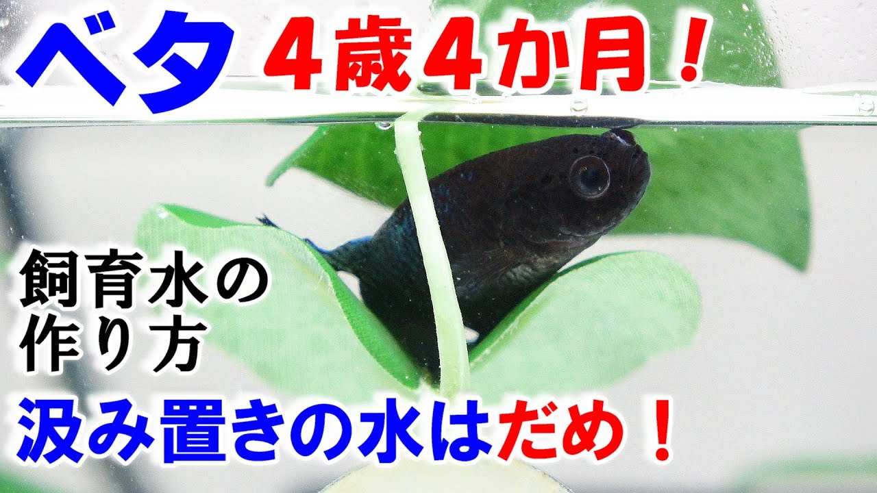 【ベタ】飼育水の作り方！その水、大丈夫！？【4歳4か月の水槽ﾒﾝﾃﾅﾝｽ】bettafish breeding