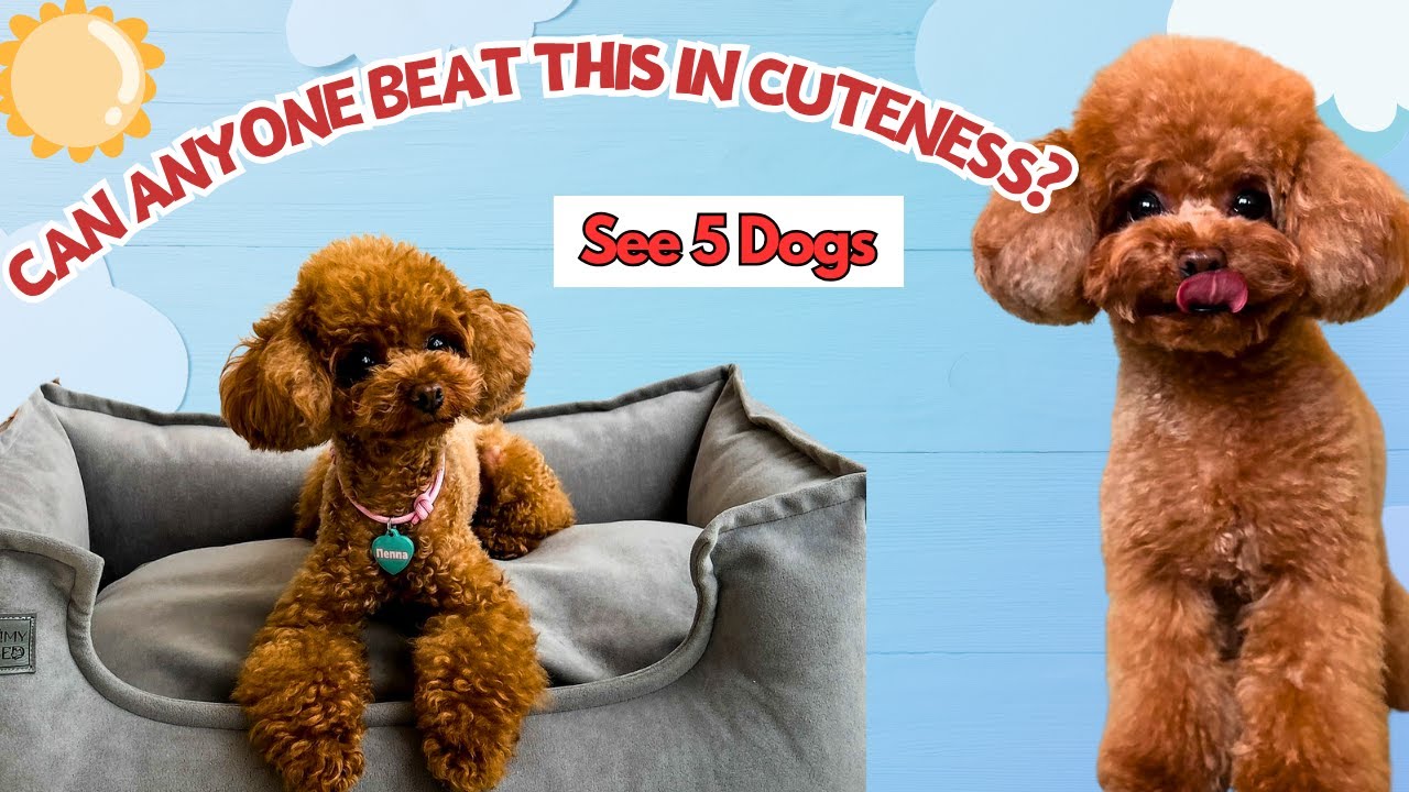 5 Dog Breeds Cuter Than a Poodle || No Contest! Sorry Poodles…