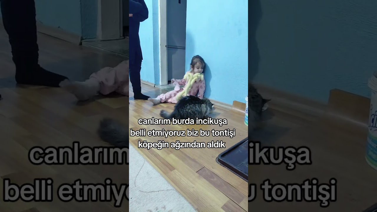 🐶😺 Köpeklerden Kurtulan Kediye Bakın! Akşamı Böyle Geçirdi 💥“Bu sahneyi kaçırmayın! 👀”