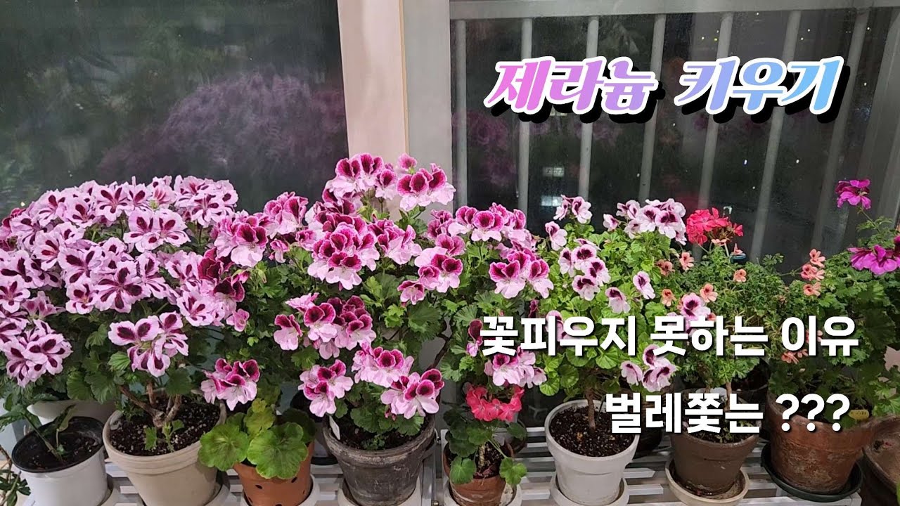 제라늄 꽃피우지 못한 이유와 꼭 필요한 관리 실패없는 삽목(#geranium #키우기 #분갈이  #물주기 #가지치기 #삽목 #구문초 #리갈제라늄 )