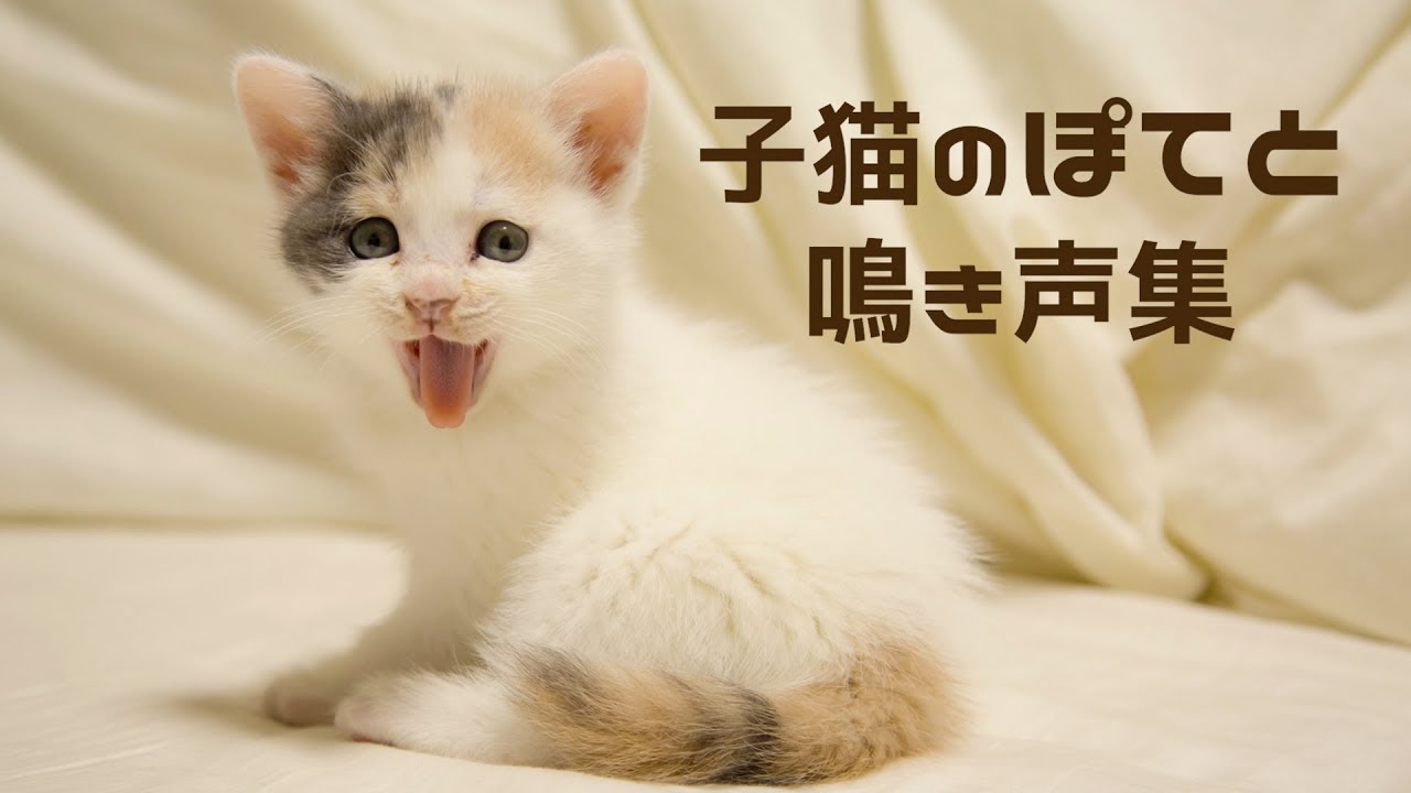 子猫のぽてと鳴き声集