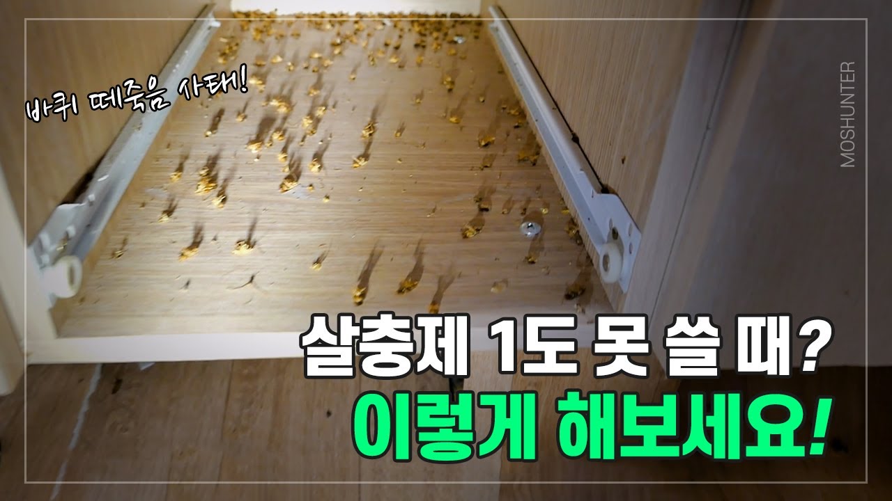 집에 아기나 반려동물이 걱정되어 바퀴벌레가 있어도 살충제를 못 뿌리시나요? 최고 전문가가 솔루션 드립니다!