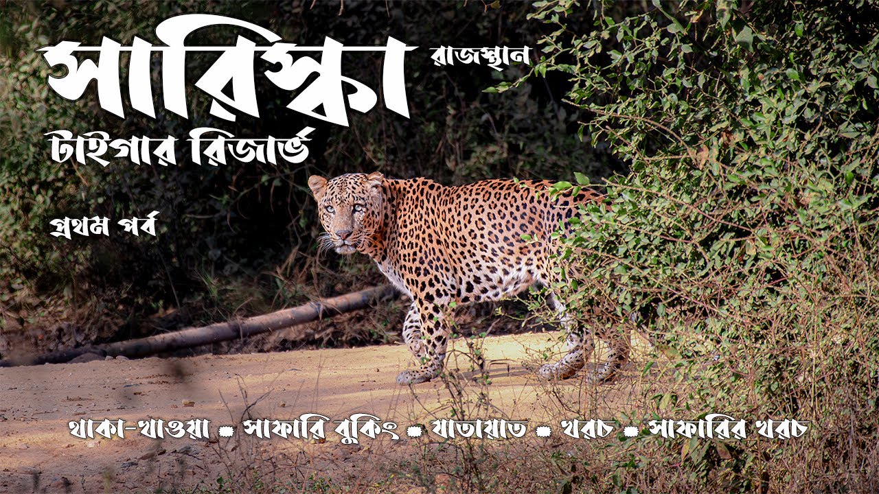 Sariska Tiger Reserve : Sariska Alwar | Rajasthan National Park | Rajasthan Trip | Sariska safari