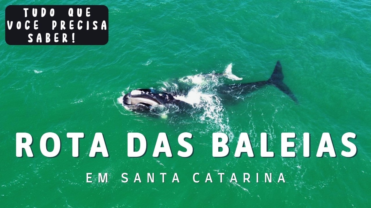 Onde Ver Baleias em Santa Catarina – Melhores Praias, Época e Dicas Imperdíveis