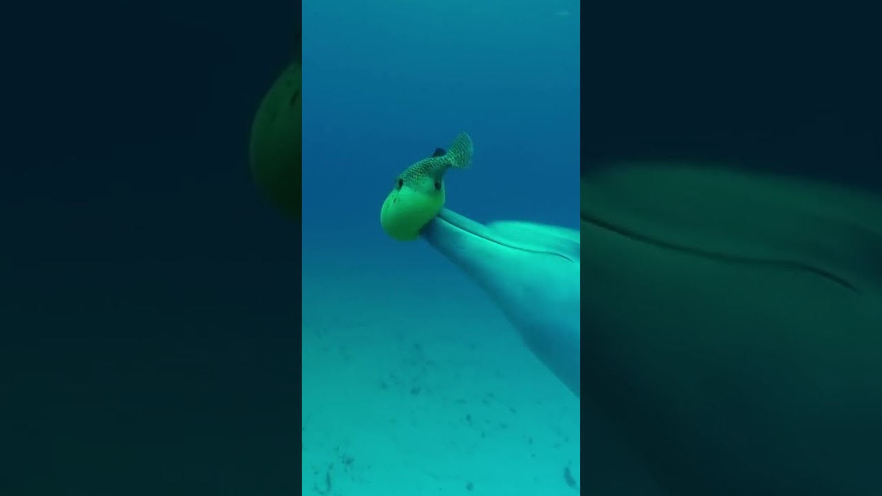 LOS DELFINES SON LOS ACOSADORES DEL OC&Eacute;ANO