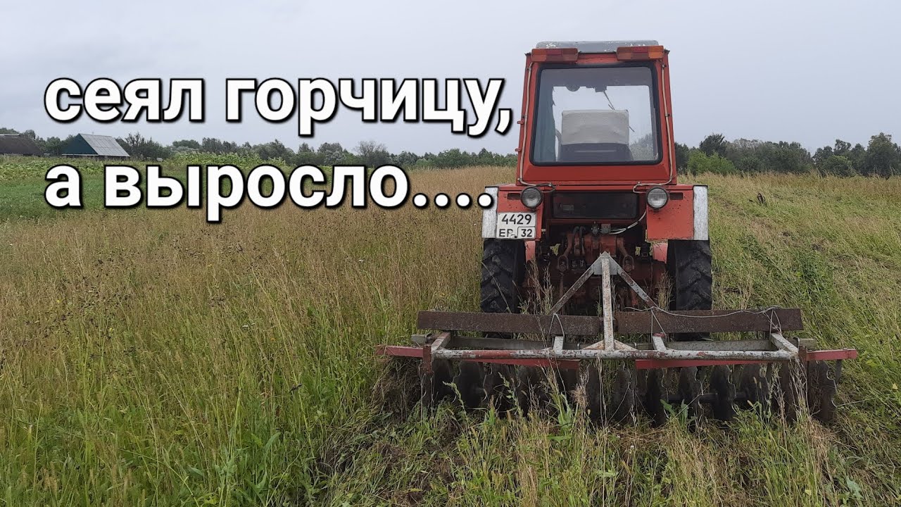 Дискую первый урожай горчицы, чтобы получить второй. Т25 и дисковая борона