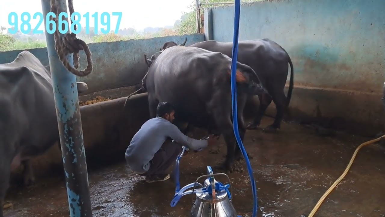 Perfect 6 bucket milking machine for buffalo