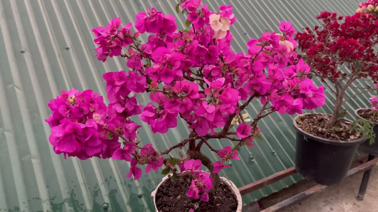 Mary Palmer par nawn hi a dang ta daih mai #bougainvillea garden #rooftopgarden 