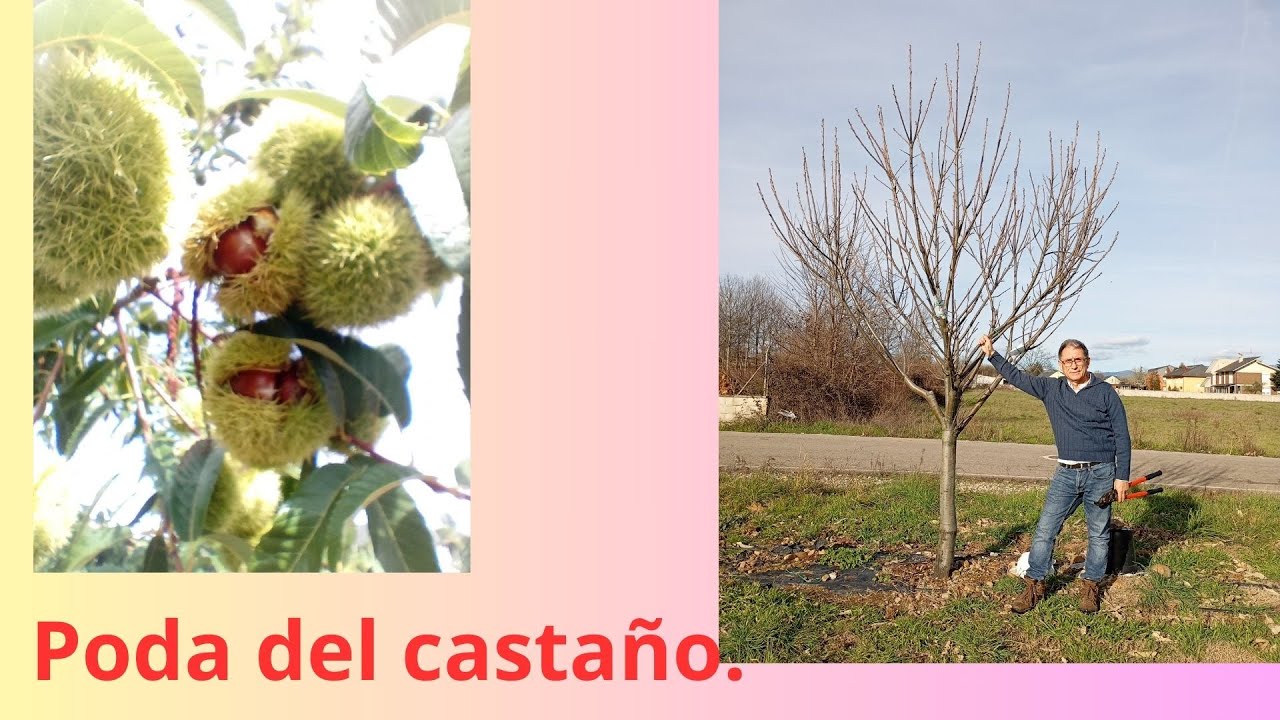 Poda del castaño en campo.