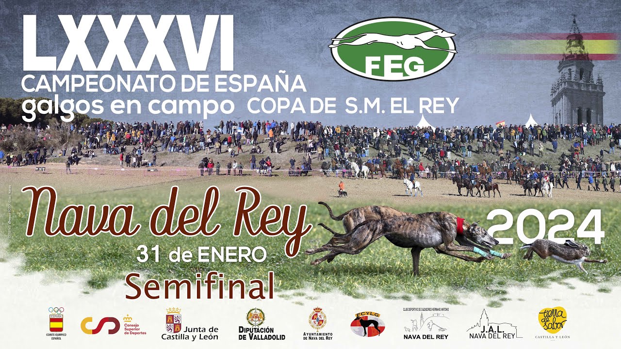 Semifinales LXXXVI  Campeonato de España Galgos en Campo COPA DE S,M, EL REY