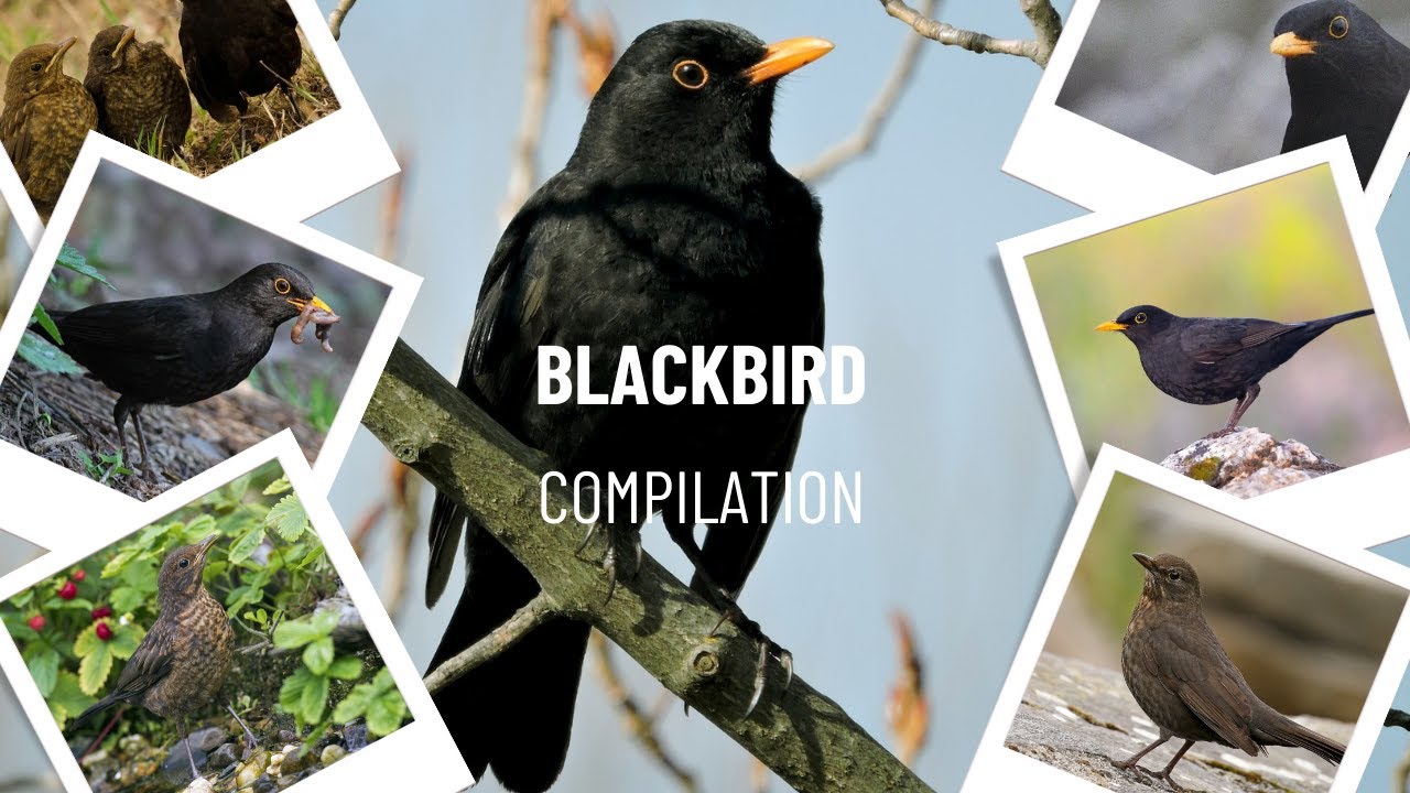 Common blackbird (Turdus merula) WILDLIFE COMPILATION