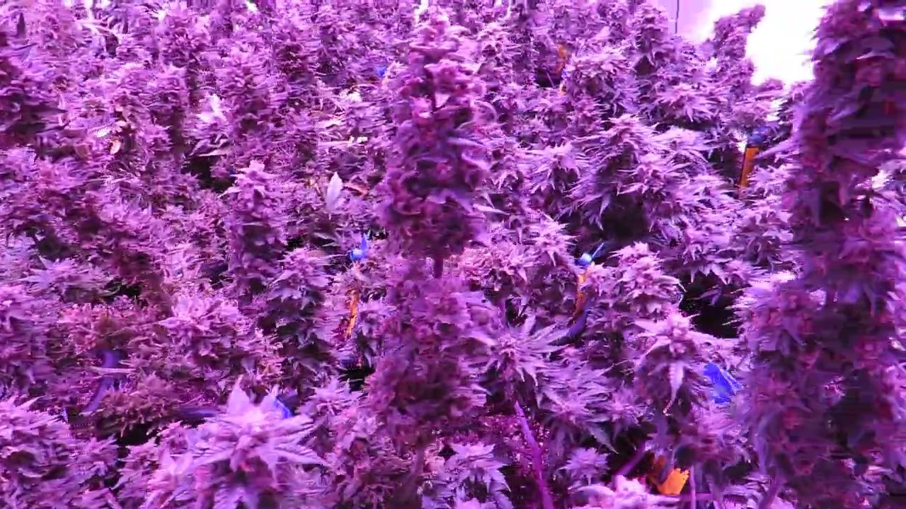 Chem Cookies & 3 Orca Auto flowers 7-31-2022