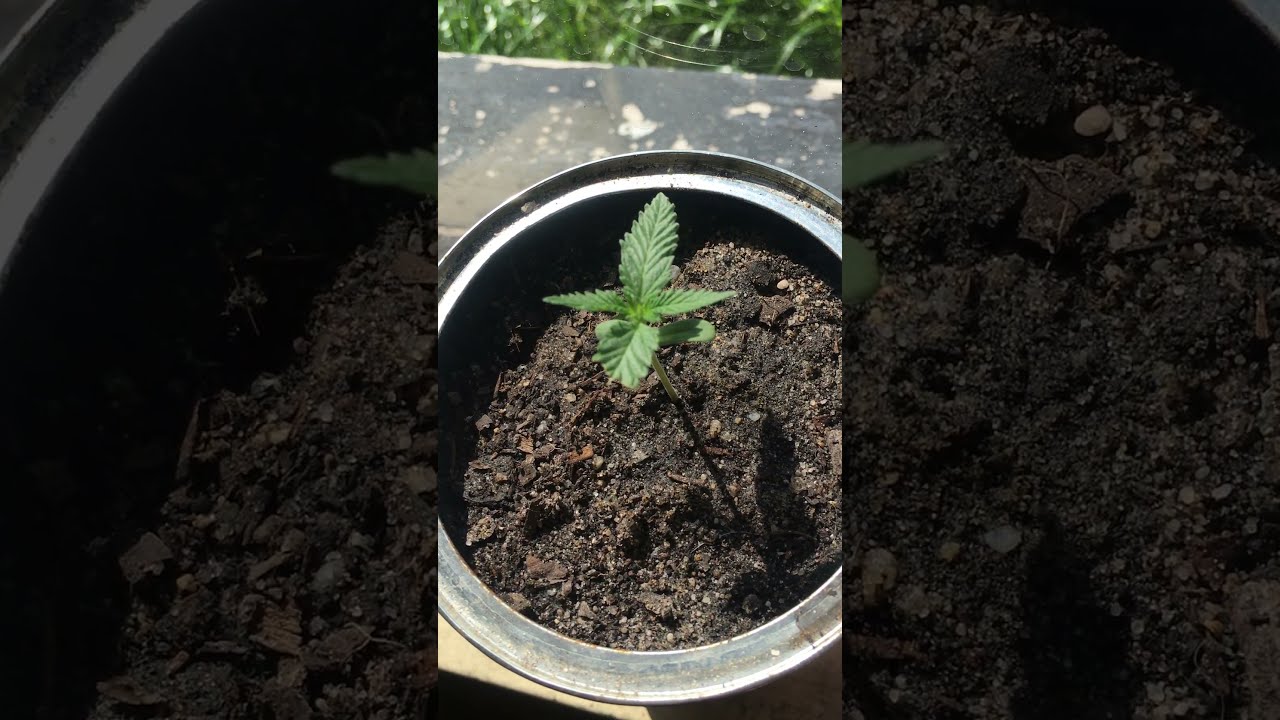 CHERRY PIE (SEEDLING) AND LOCAL SKUNK (FLOWER)