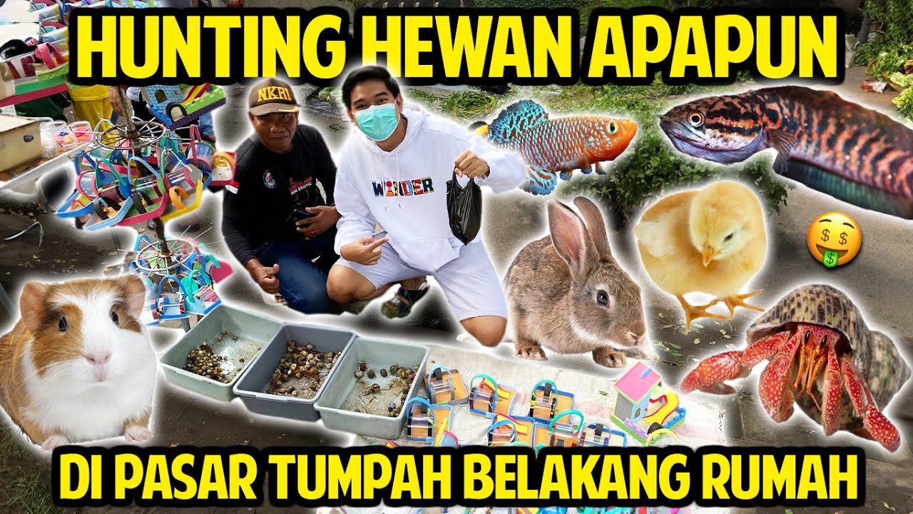 HUNTING HEWAN APAPUN YANG AKU MAU DI PASAR TUMPAH BELAKANG RUMAH! TERNYATA BANYAK YANG JUAL HEWAN!