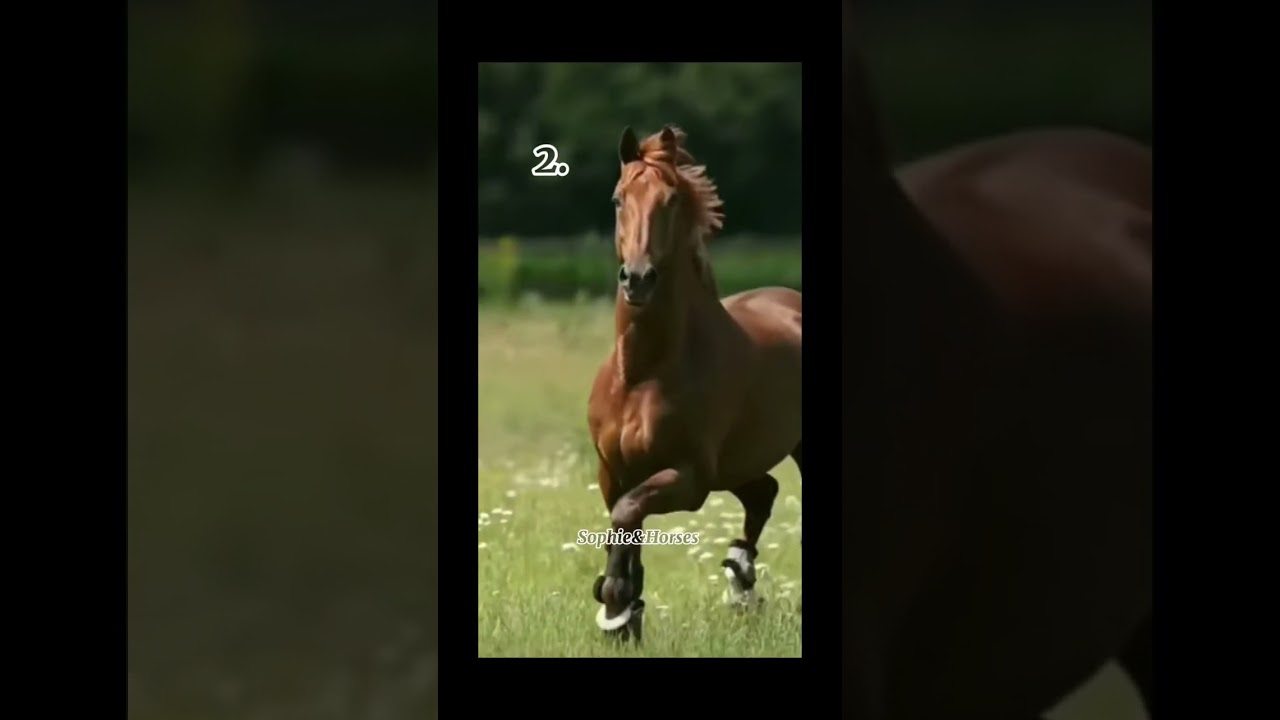 Pick you'r horse: #horse #equine