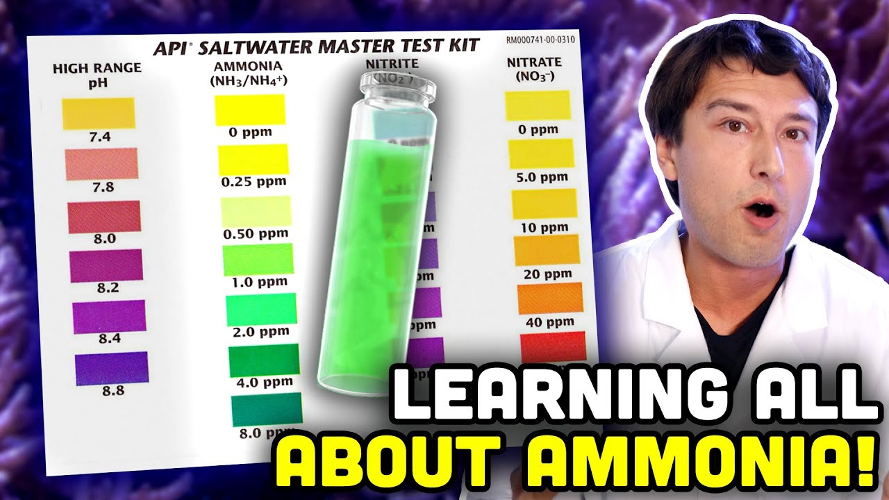 Understanding the Aquarium Cycle BETTER! Ammonia in Your Reef!