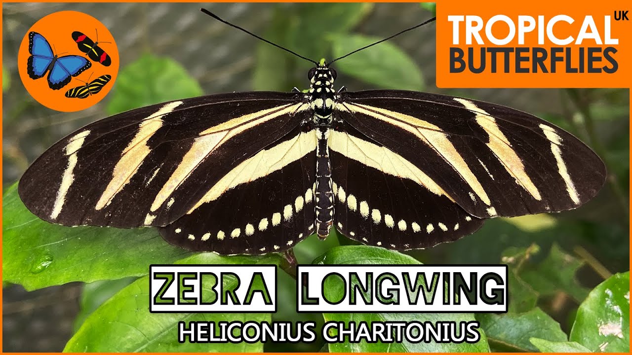 Zebra Longwing Butterfly Heliconius Charitonius - Keeping & Breeding Tropical Butterflies