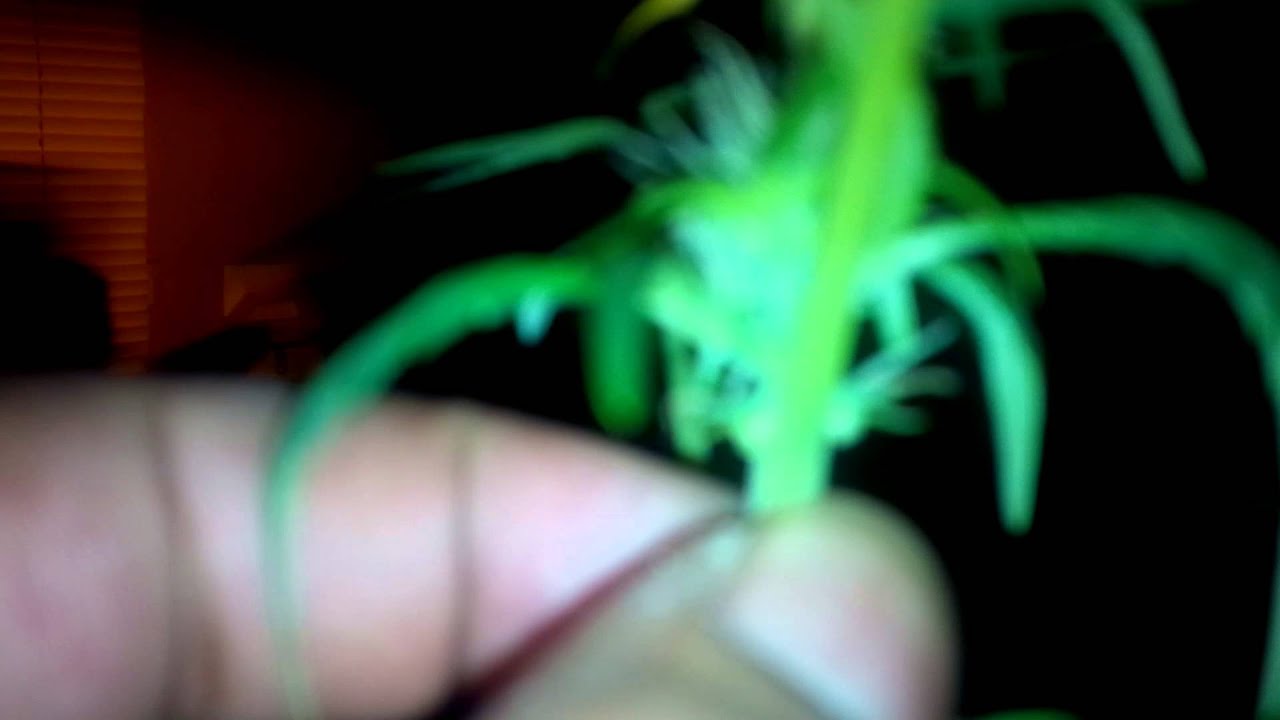 I think my auto blue diesel hermied on me should I keep it up or cut