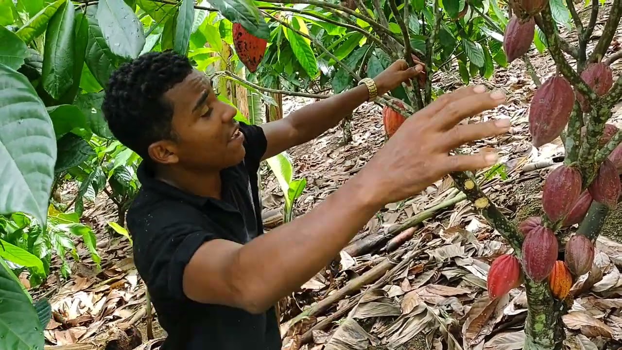poda de rebaixamento, agressiva ou nao? problemas encontrados!