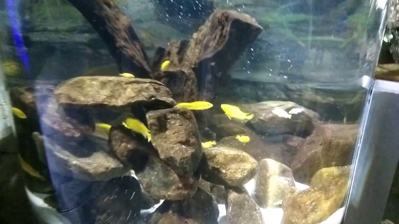 Electric Yellow Cichlids | My Fav | The Indian Fishkeeper