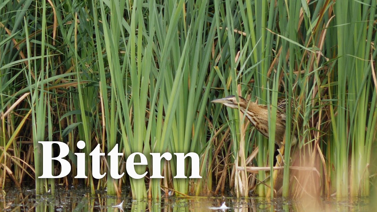 Bittern in the reeds.