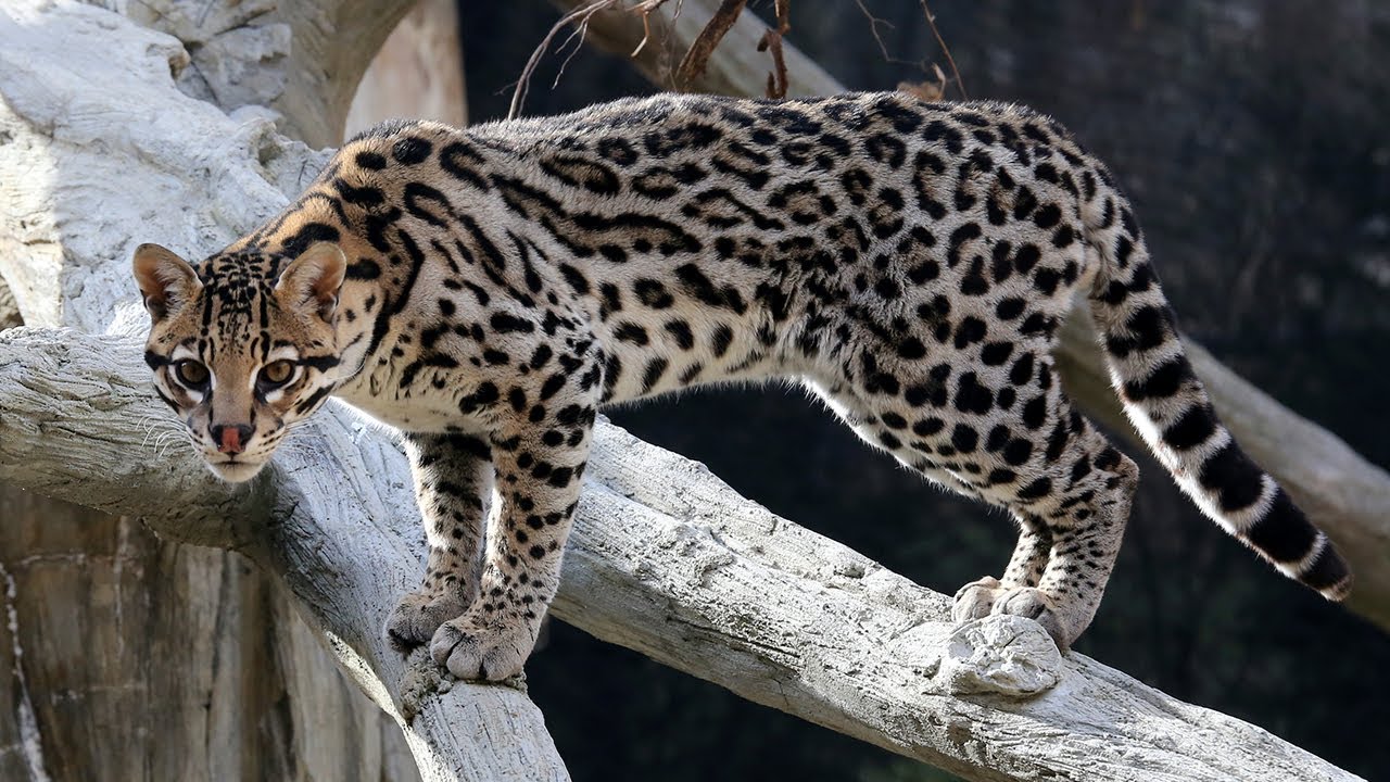 Keeper Connections - Ocelot Training