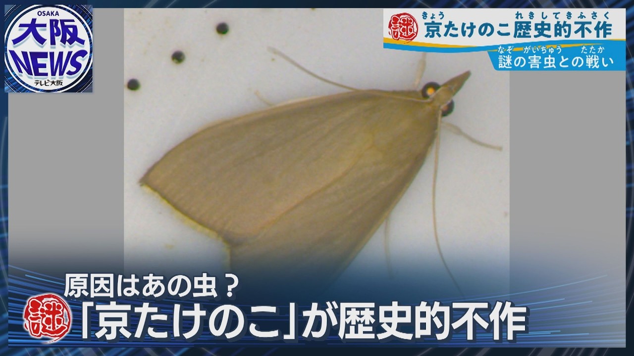 ササが透明みたいに⁉【高級ブランド「京たけのこ」危機】生態不明の外来害虫との闘い