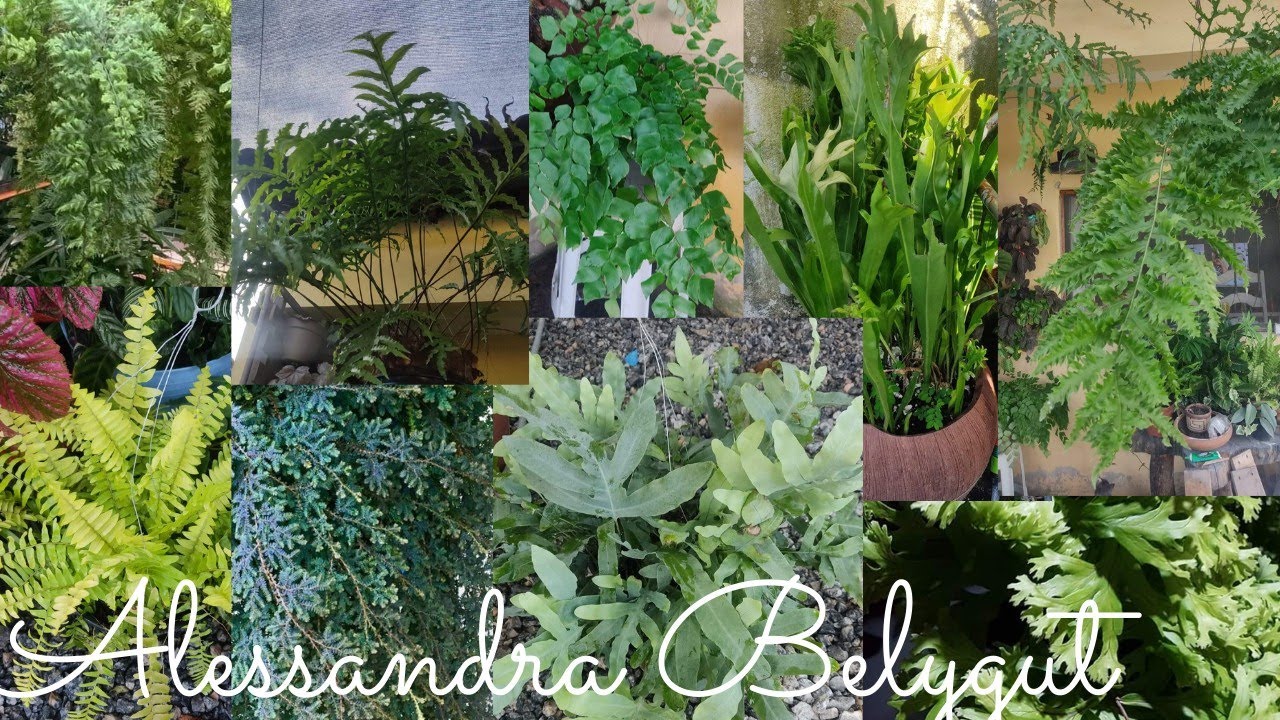 mais de 30 samambaias ❤️mostrei todas samambaias do meu jardim