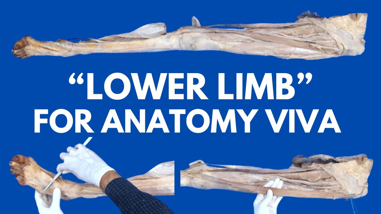 Entire Lower Limb Specimen in Just 15 Minutes | For Anatomy Viva