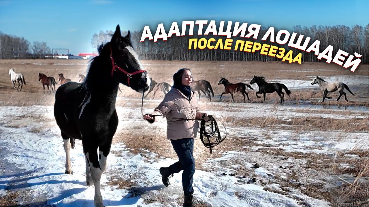 Три дня с табуном: поля, лошади, корма и хаос