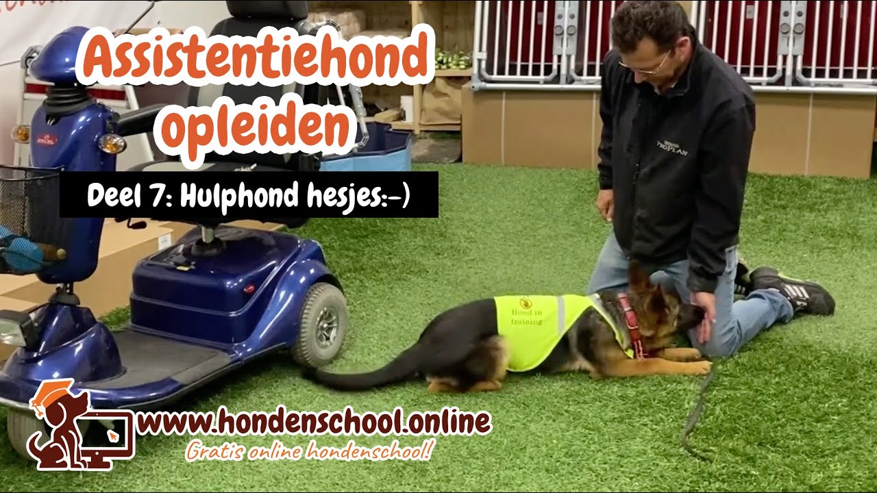 Assistentiehond opleiden - deel 7