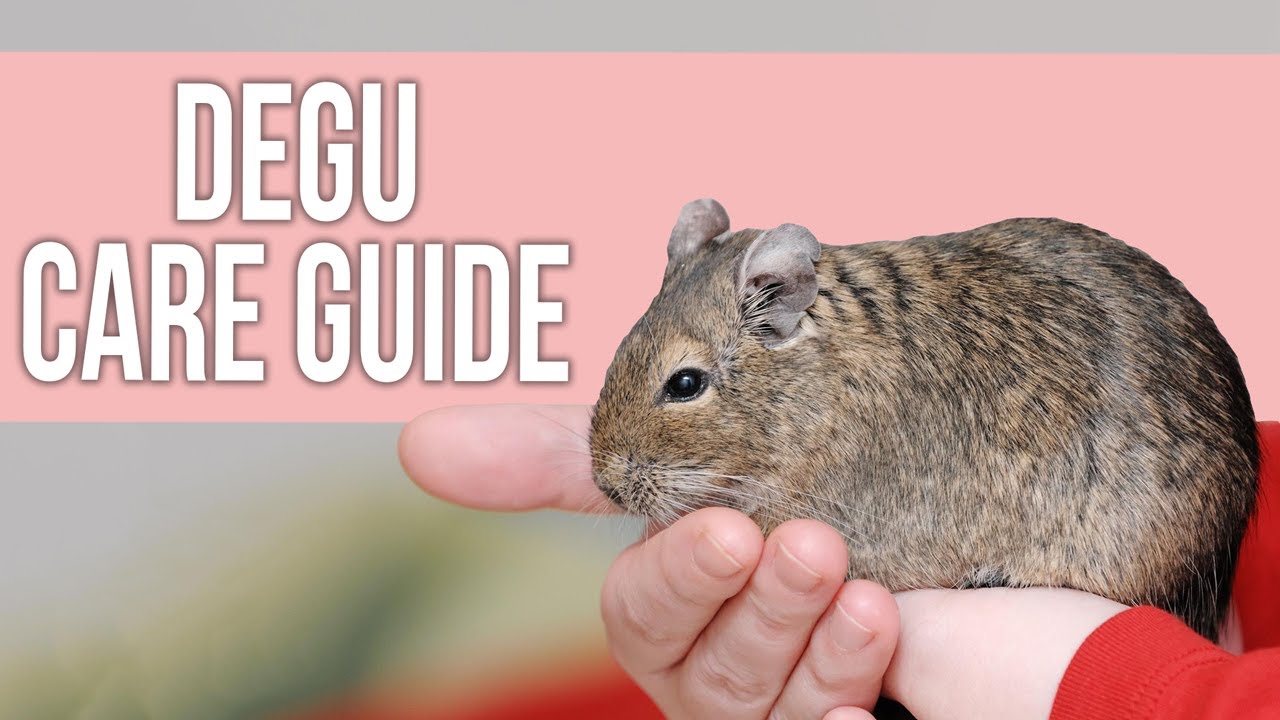 Degu Care: Things You Need to Know!
