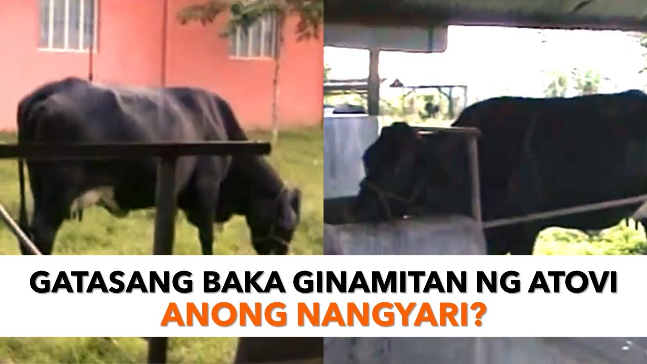 Gatasang baka, ginamitan ng Atovi. Anong nangyari?