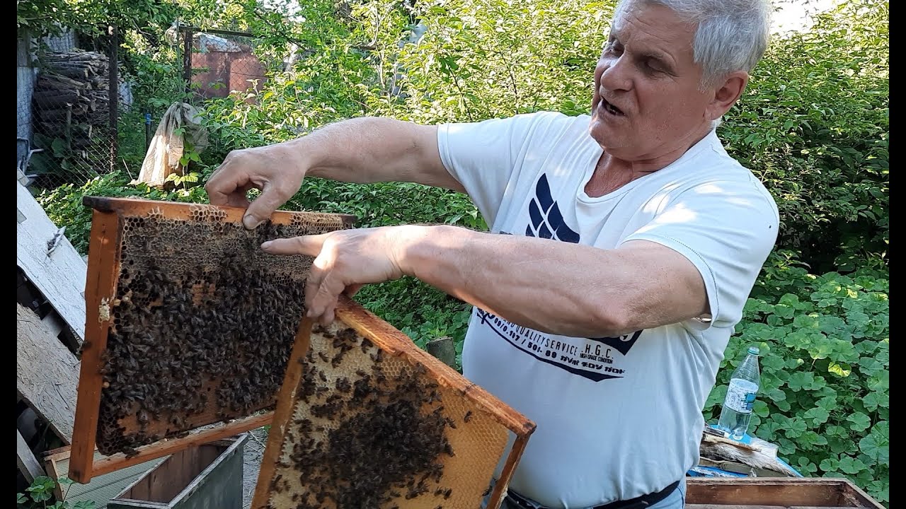Как отводок превратить  в полноценную пчелиную семью