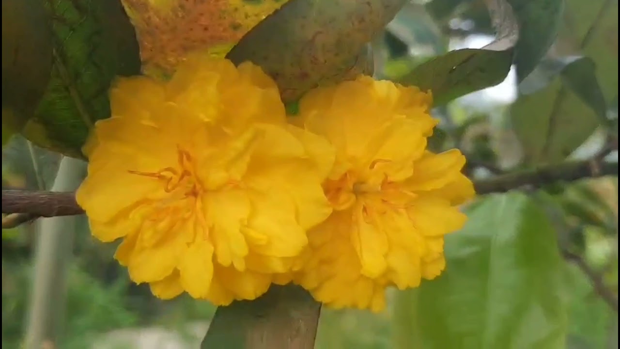 V&igrave; sao C&uacute;c Ho&agrave;ng hậu 