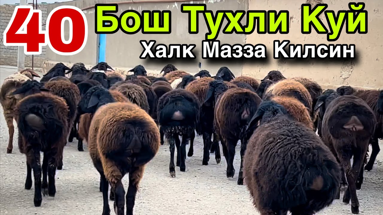 Мазза Булди! ☎️+998 95 385 0022 ☎️+998 918189801