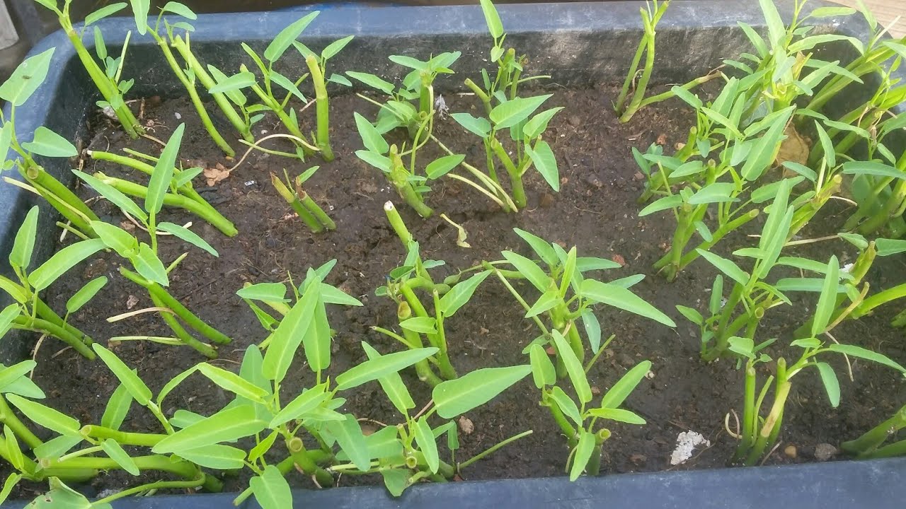 Hướng dẫn trồng rau muống nước , từ A tới Z | Khoa Hien 102