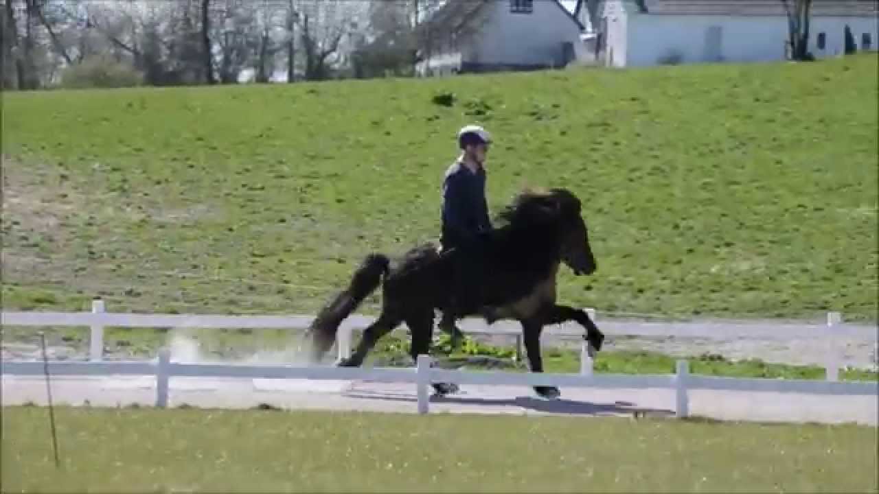 D&ouml;kkvi..