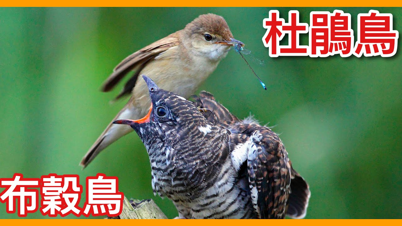 被稱為「敗類」的一種不孵蛋的寄生物種「杜鵑鳥」！布穀鳥留著「惡血」從小就會把別人的蛋推到水裡？【太神奇了傑克】