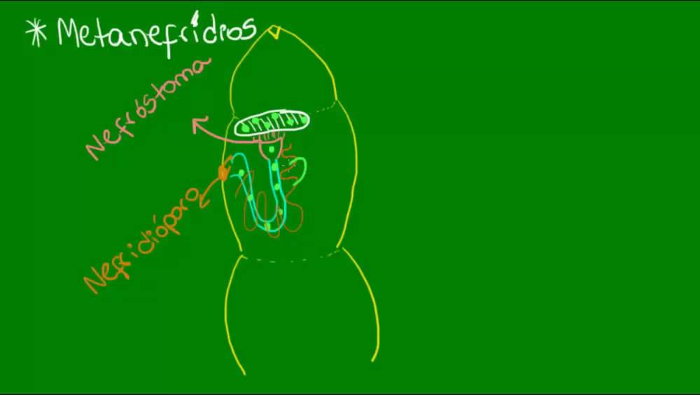Sistema excretor dos Anelídeos - Zoologia - Biologia
