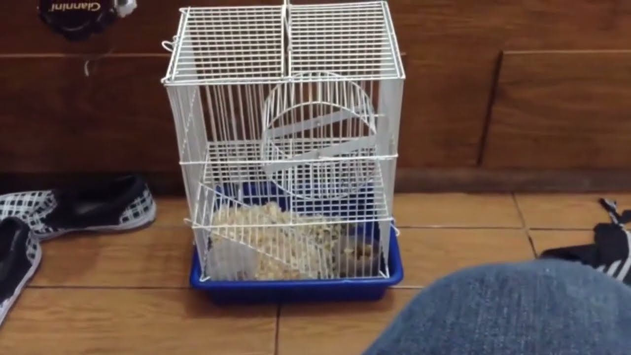 como fazer uma bola pra hamster (mateiformiga)