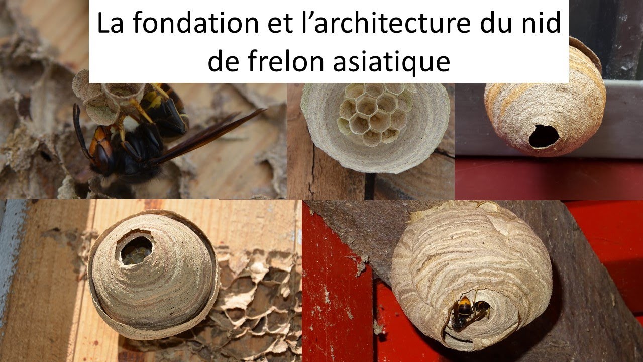 Construction et architecture du nid de fondation du frelon asiatique