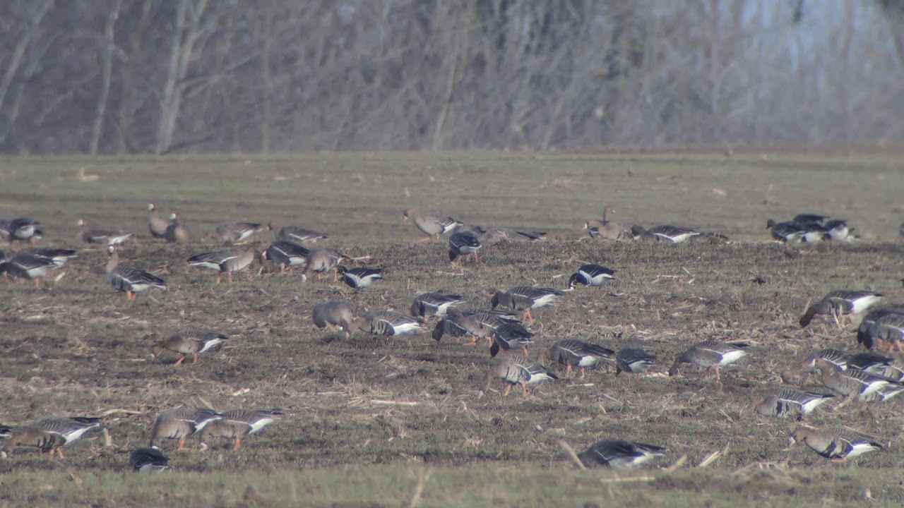 Vörösnyakú ludak (Branta ruficollis) táplálkoznak