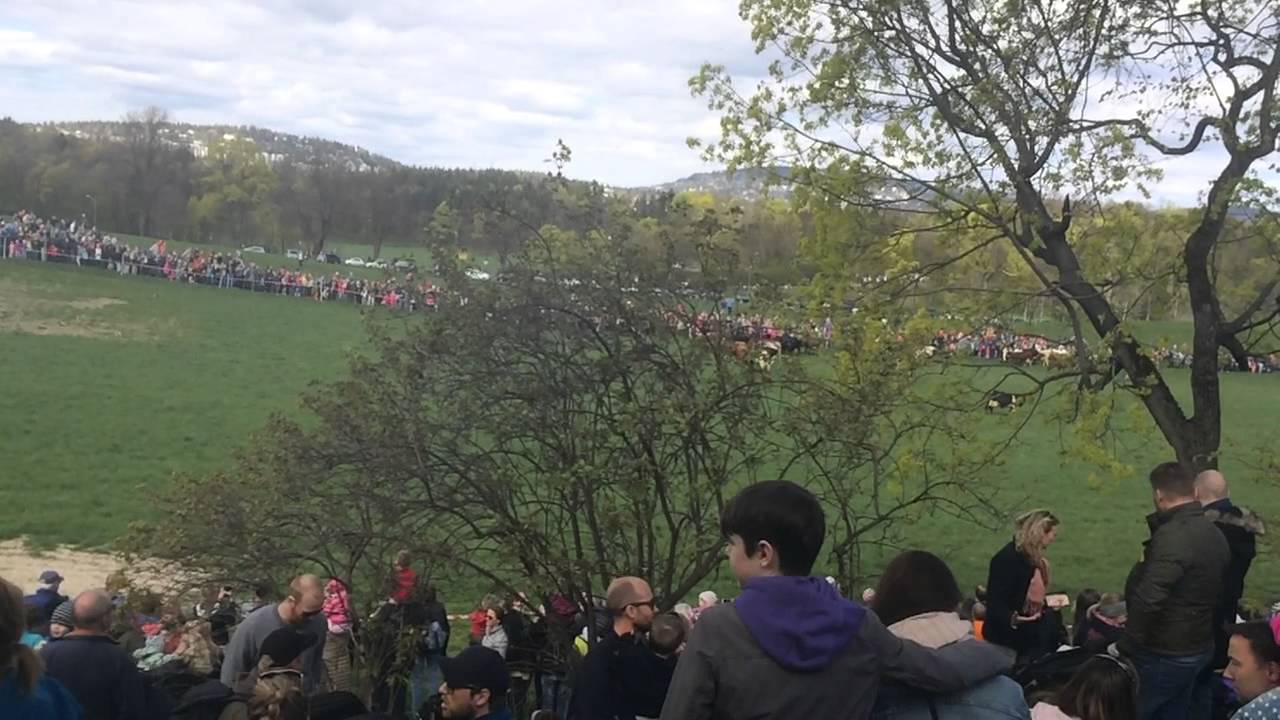 Kuslipp på Bygdø Kongsgård 3. mai 2015