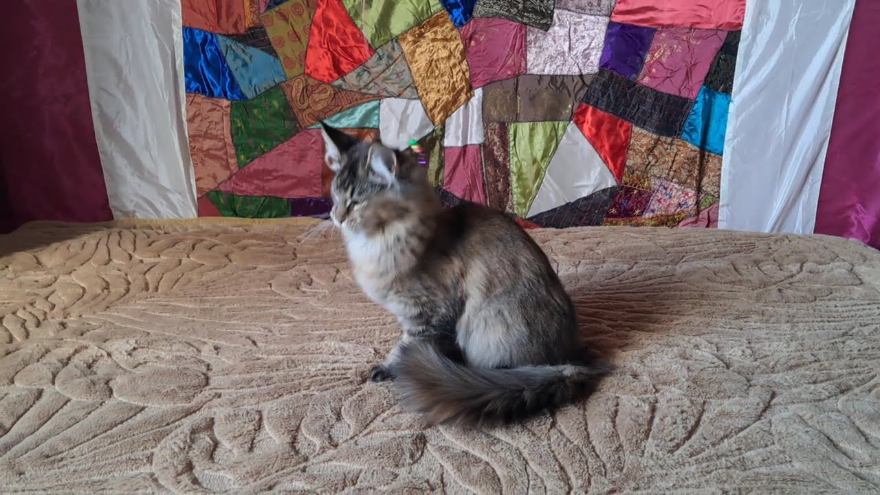 ARTEMIS Des Splendid'Coons